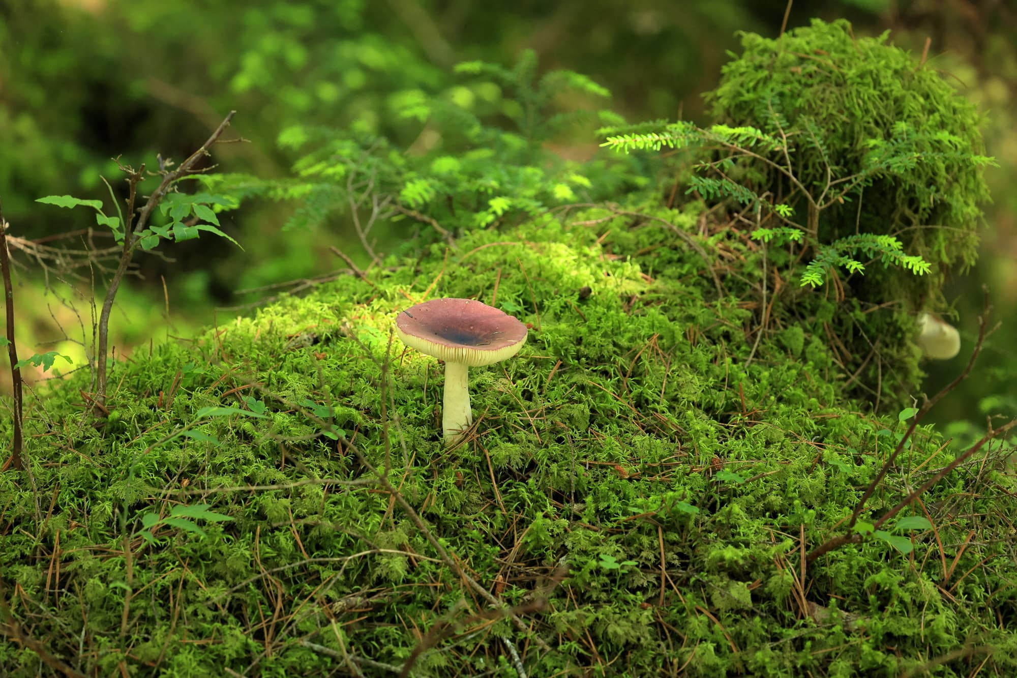 明けましておめでとうございます。2025年もどうぞよろしくお願いいたします。